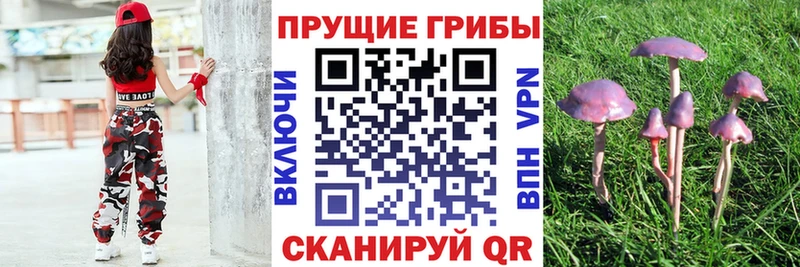 Галлюциногенные грибы Magic Shrooms  darknet наркотические препараты  Асино 
